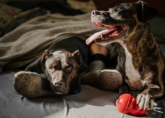 8 Considerations for Evaluating a Pet Care Investment Opportunity