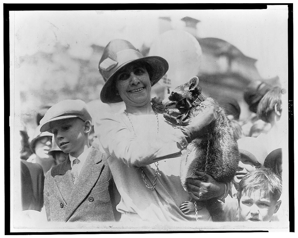 A Raccoon Attack, a Course of Rabies Shots and a Bill Cover Would Not Pay A historical photograph of a woman holding a pet raccoon